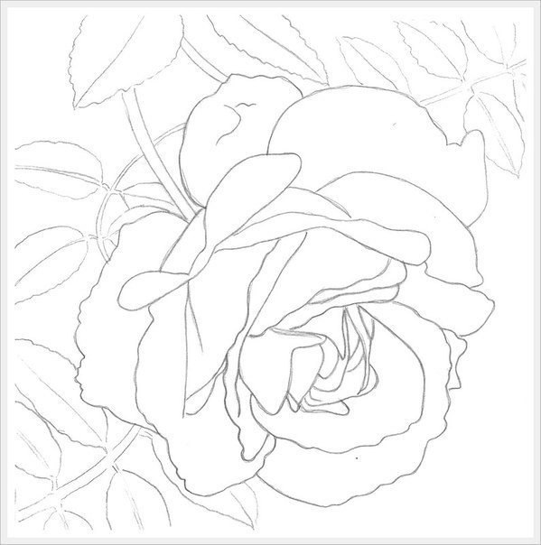 Учимся рисовать розу акварелью
