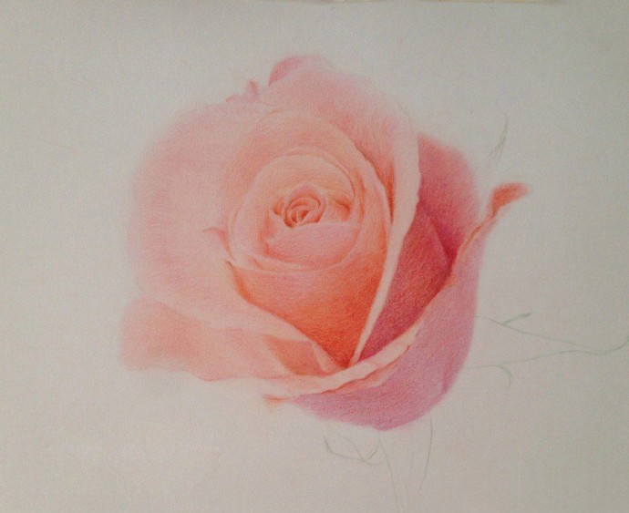 ​Рисуем чудесную розу