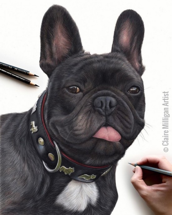 ​Потрясающие рисунки животных цветными карандашами: идеи для вдохновения