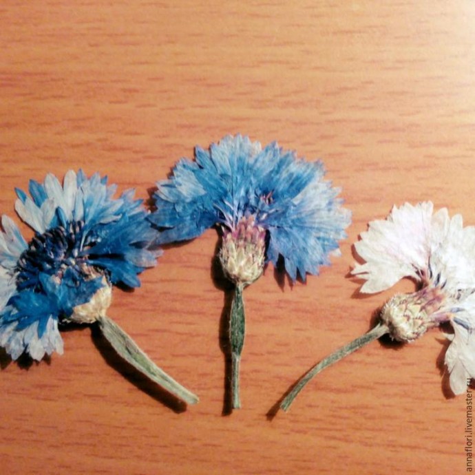 6 способов засушить васильки