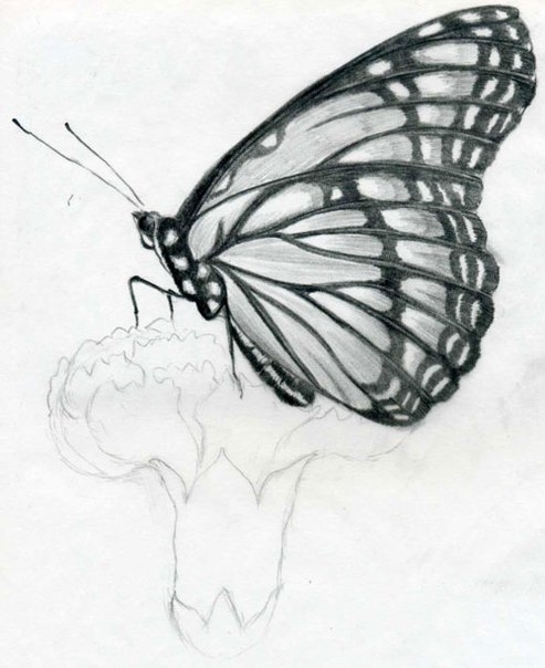 Рисуем бабочку карандашом