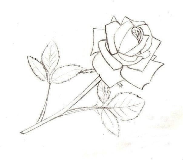Рисуем розу