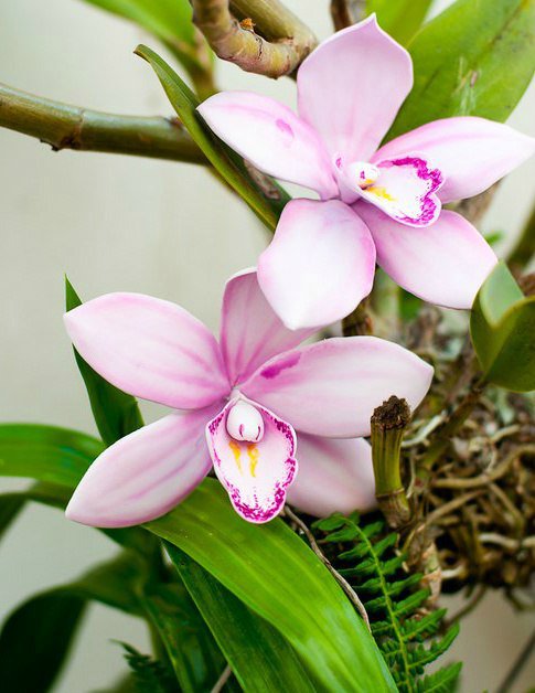 Лепим нежную орхидею