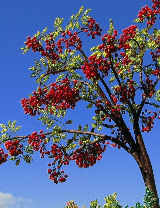 Рябина Рябина