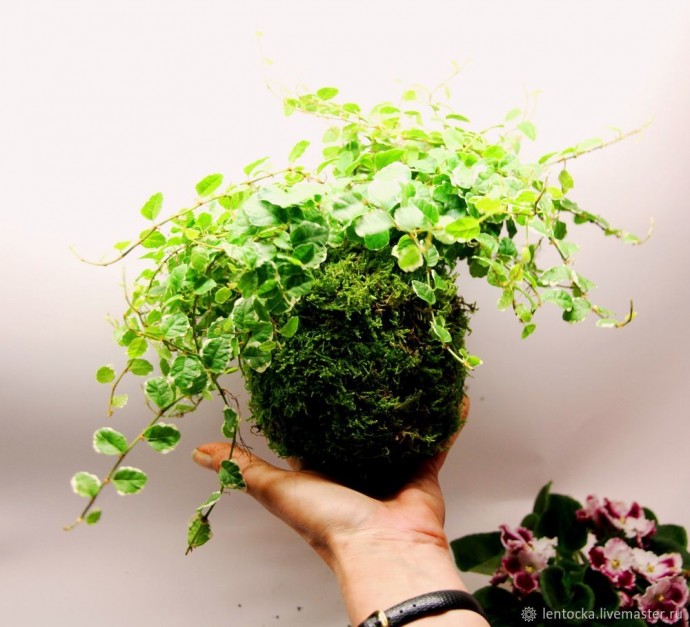 Лесной мох в интерьере