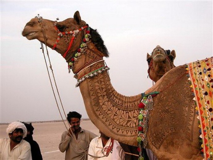Художественная стрижка верблюдов как отдельный вид искусства