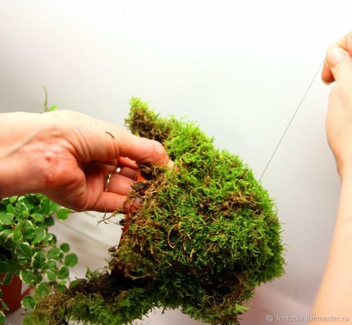 Лесной мох в интерьере