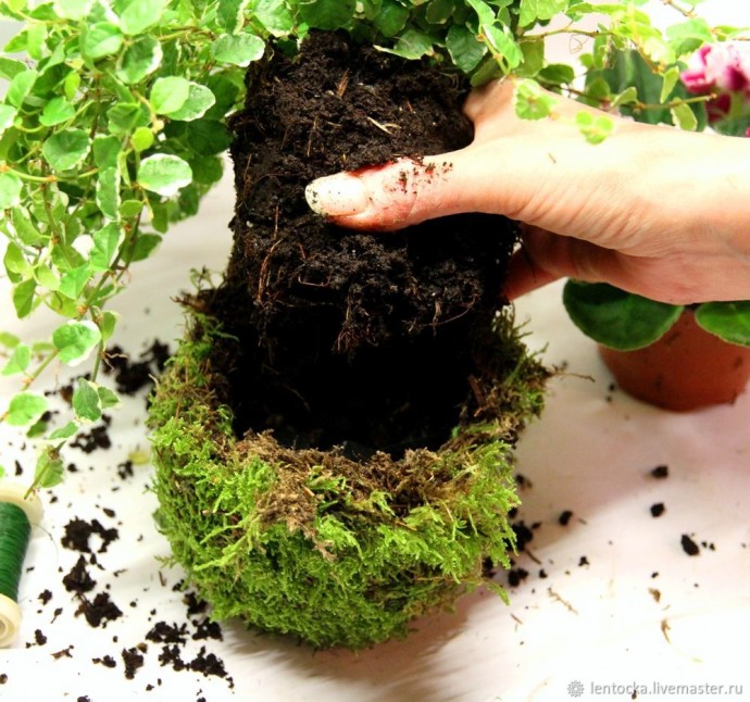 Лесной мох в интерьере