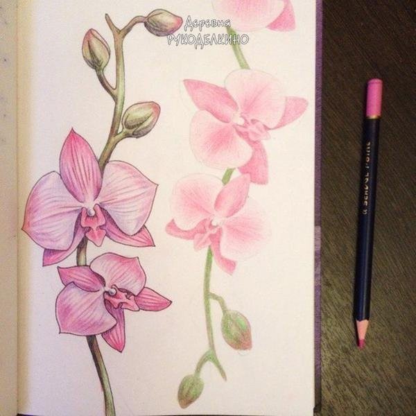 ​Рисуем орхидеи цветными карандашами