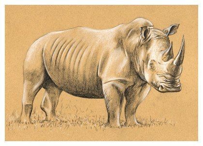 Рисуем носорога