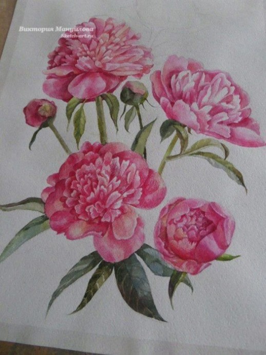 Урок рисования акварелью: пионы