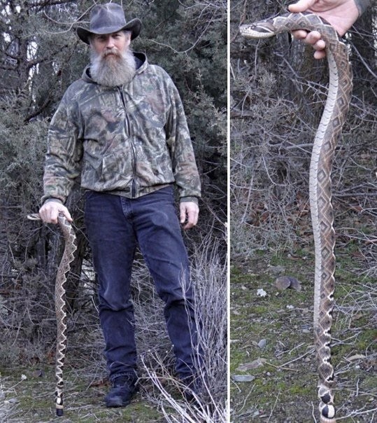 ​Трости в виде змей