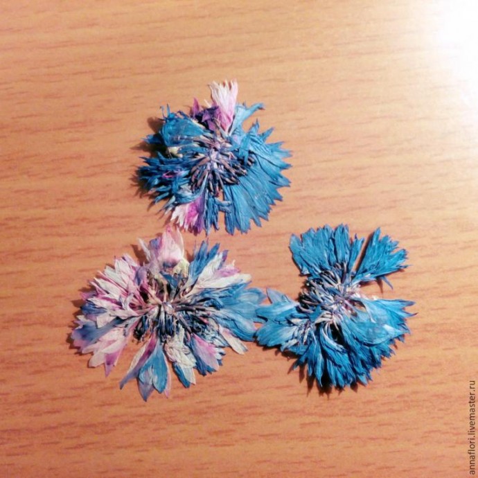 6 способов засушить васильки