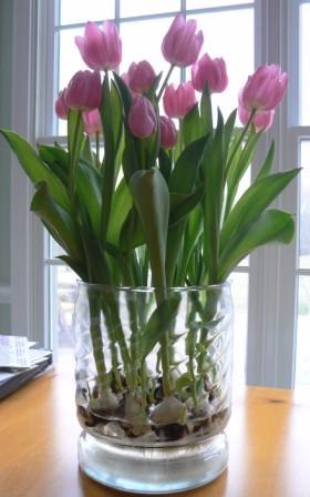 Чудесная идея выращивания тюльпанов в прозрачной вазе