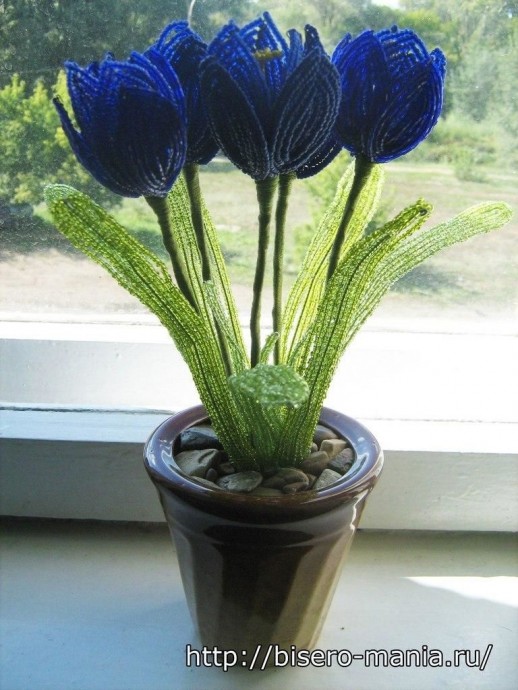 Букетик необычных синих тюльпанов