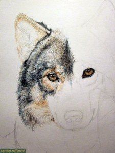 ​Рисуем волка