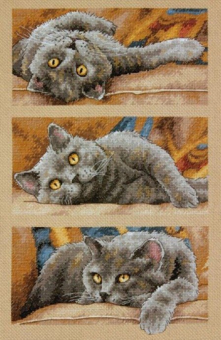​Три положения кошки