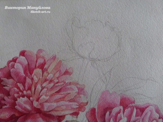 Урок рисования акварелью: пионы