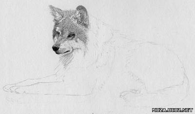Как нарисовать волка простым карандашом