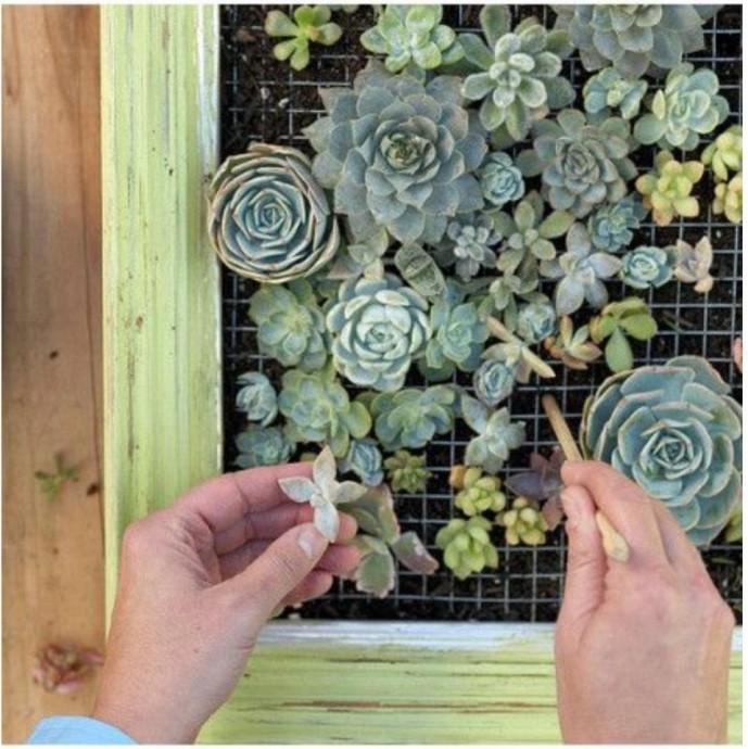 Панно из суккулентов