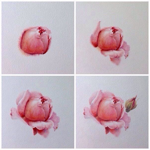 Рисуем акварельные розы: мастер-класс