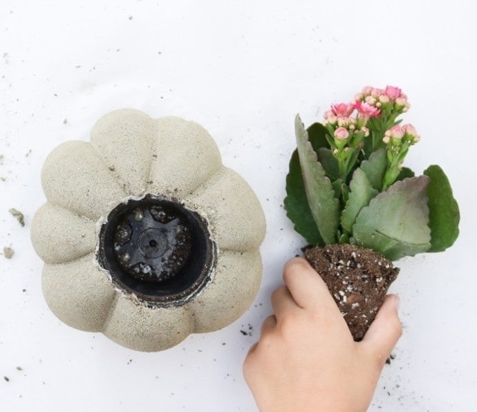 Кашпо для суккулентов из цемента