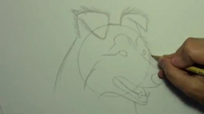 Рисуем собаку простым карандашом