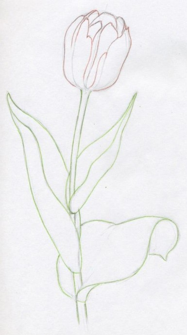 Рисуем тюльпан карандашами