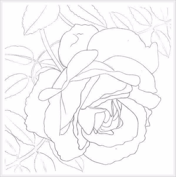 Учимся рисовать розу акварелью
