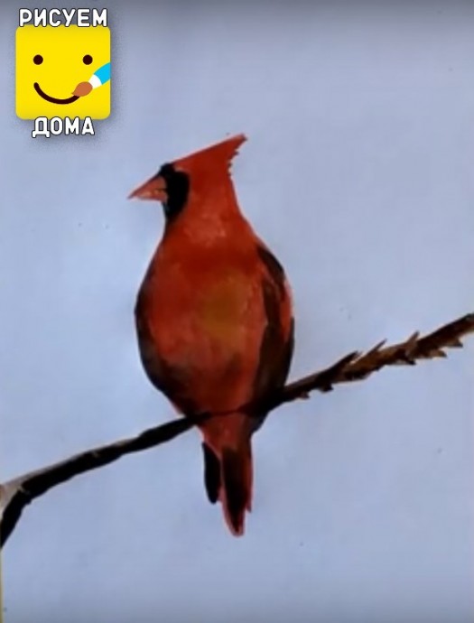 Рисуем красного кардинала: мастер-класс