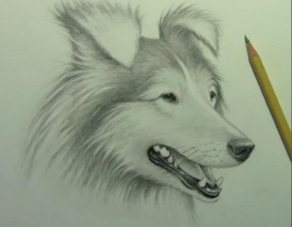 Рисуем собаку простым карандашом