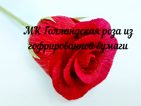 Роза из гофрированной бумаги