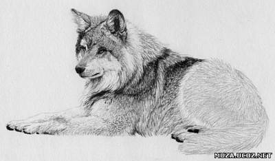 Как нарисовать волка простым карандашом