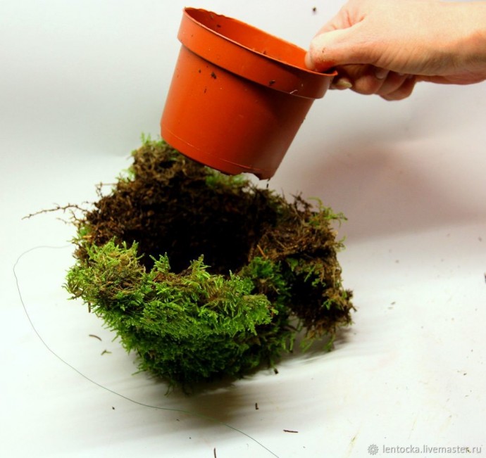 Лесной мох в интерьере