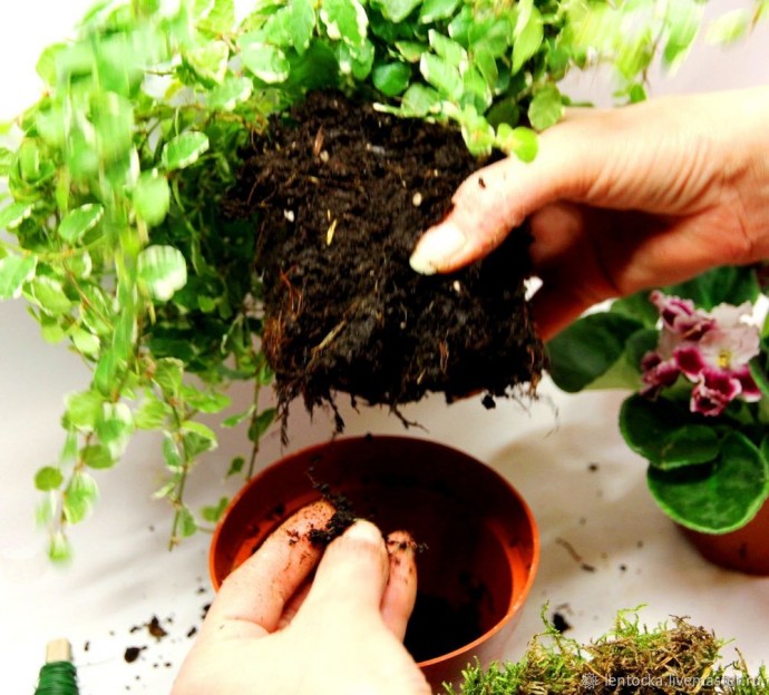 Лесной мох в интерьере