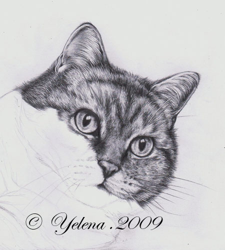 Рисуем кошку карандашом