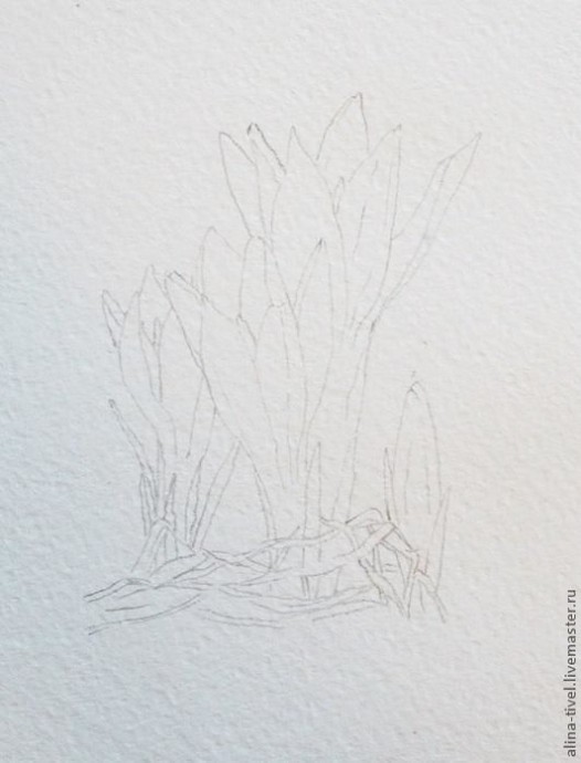 Нежные крокусы