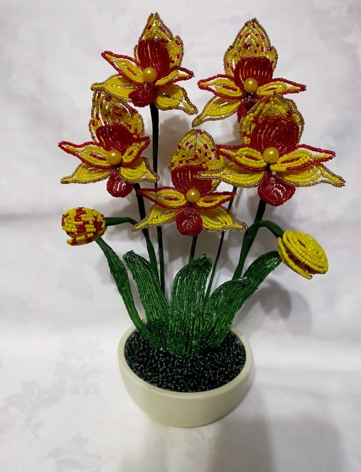 Желто-красные орхидеи