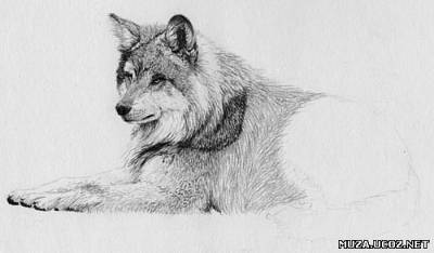 Как нарисовать волка простым карандашом