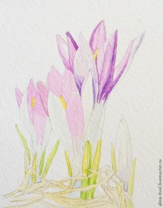 Нежные крокусы