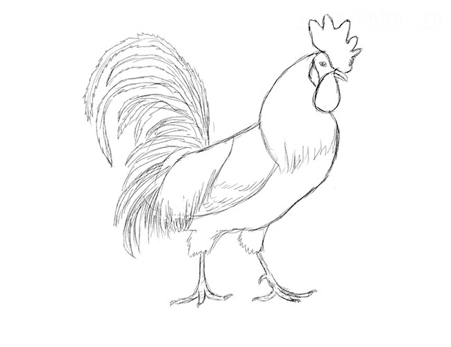 Рисуем петуха