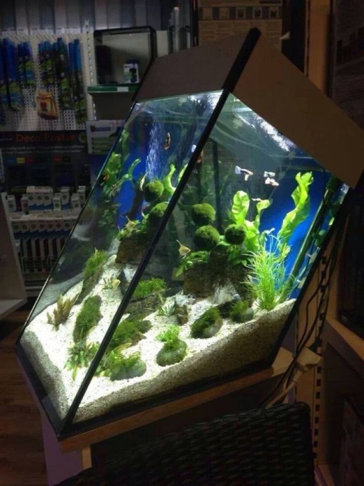 Интересные идеи аквариумов