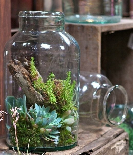 Флорариум в банке: идеи для вдохновения