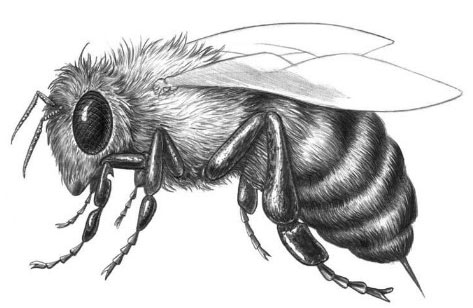Рисуем пчелу