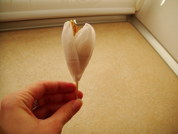 ​Сладкие крокусы