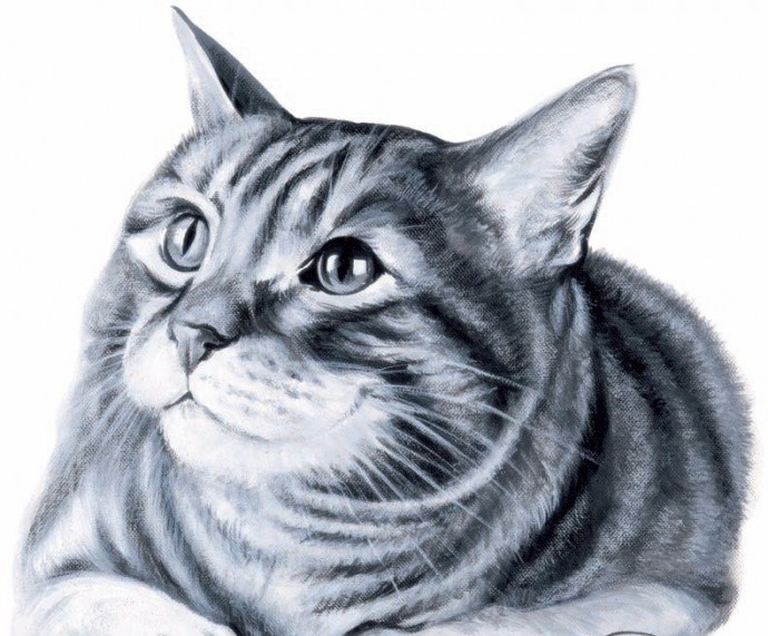 ​Рисуем котика