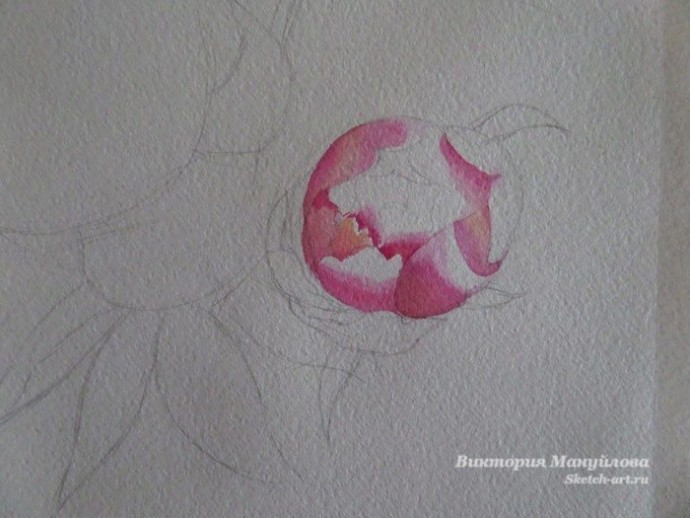 Урок рисования акварелью: пионы