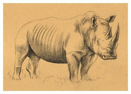 Рисуем носорога