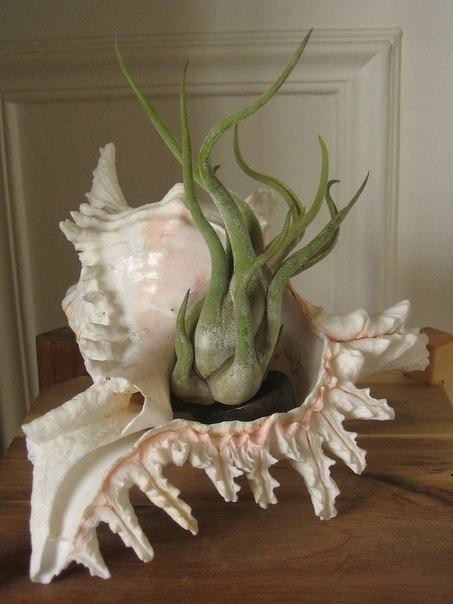 ​Идеи декора с растениями в морских раковинах