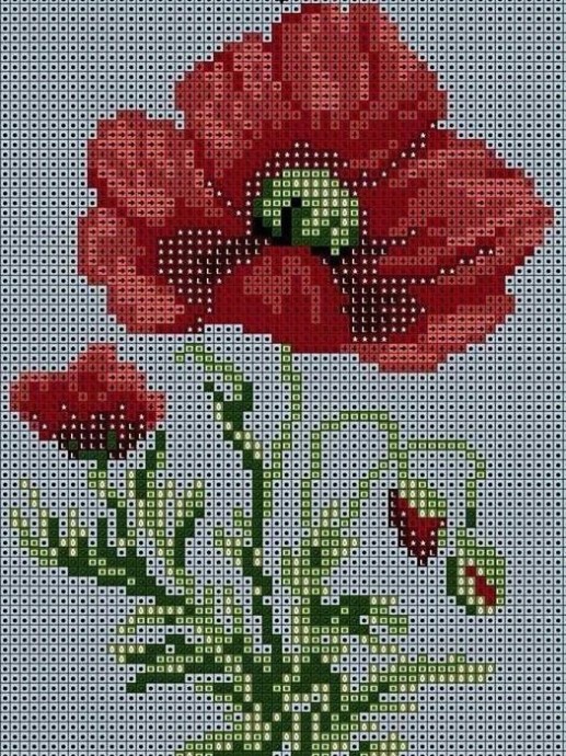 Красочные яркие маки